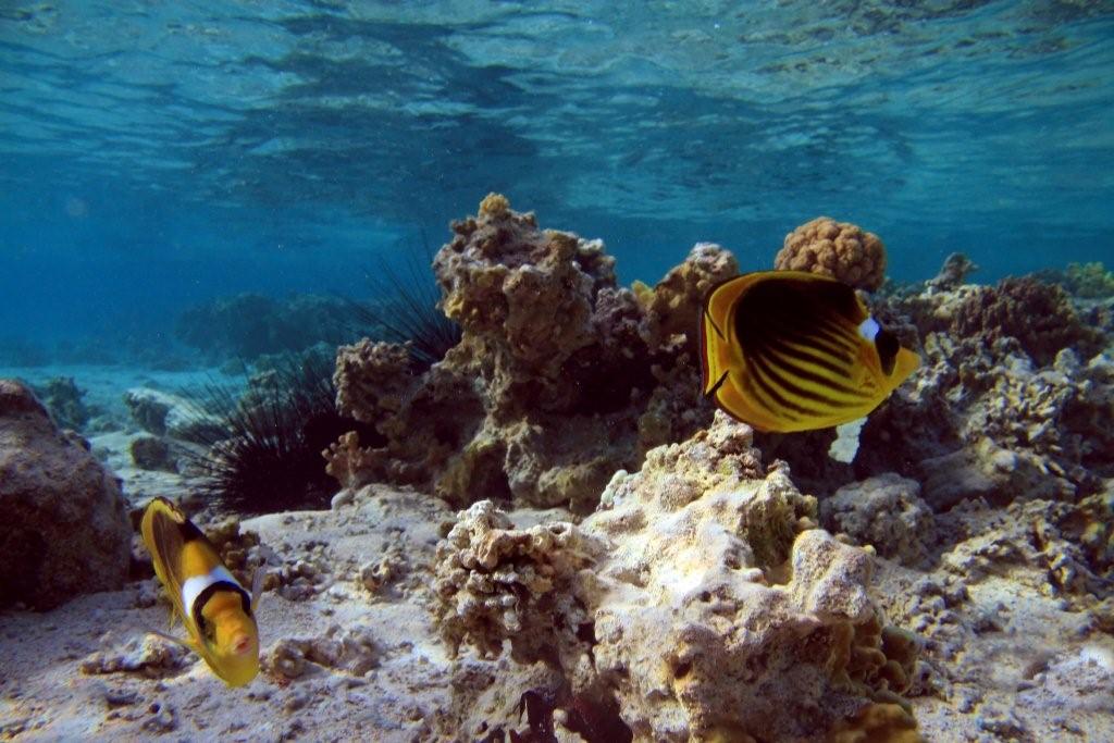 Sharm el Sheikh