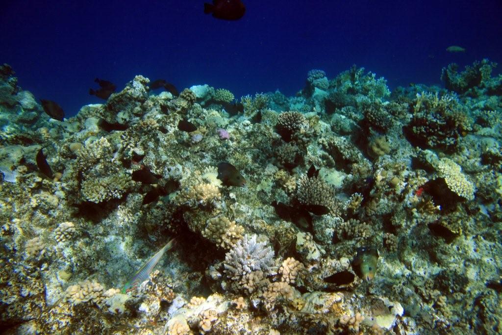 Sharm el Sheikh