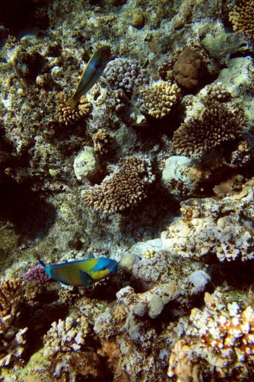 Sharm el Sheikh