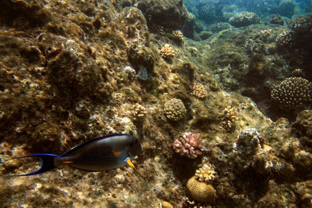 Sharm el Sheikh