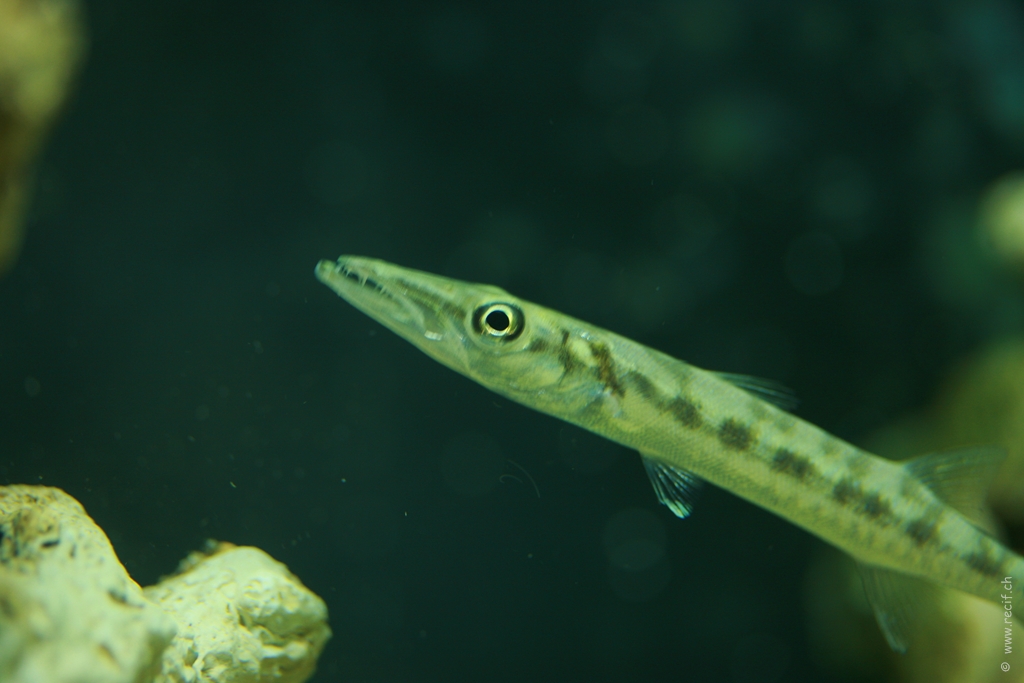 Barracuda 2