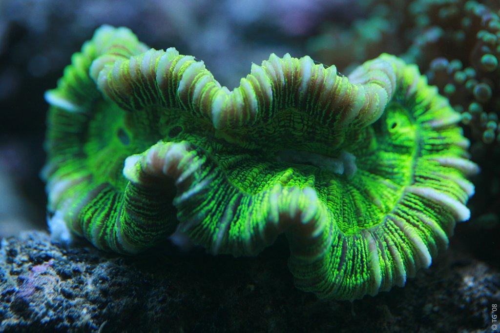 Aquarium de la Mer Rouge 005