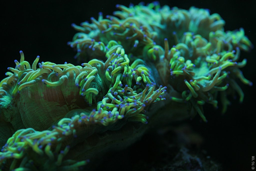 Aquarium de la Mer Rouge 006