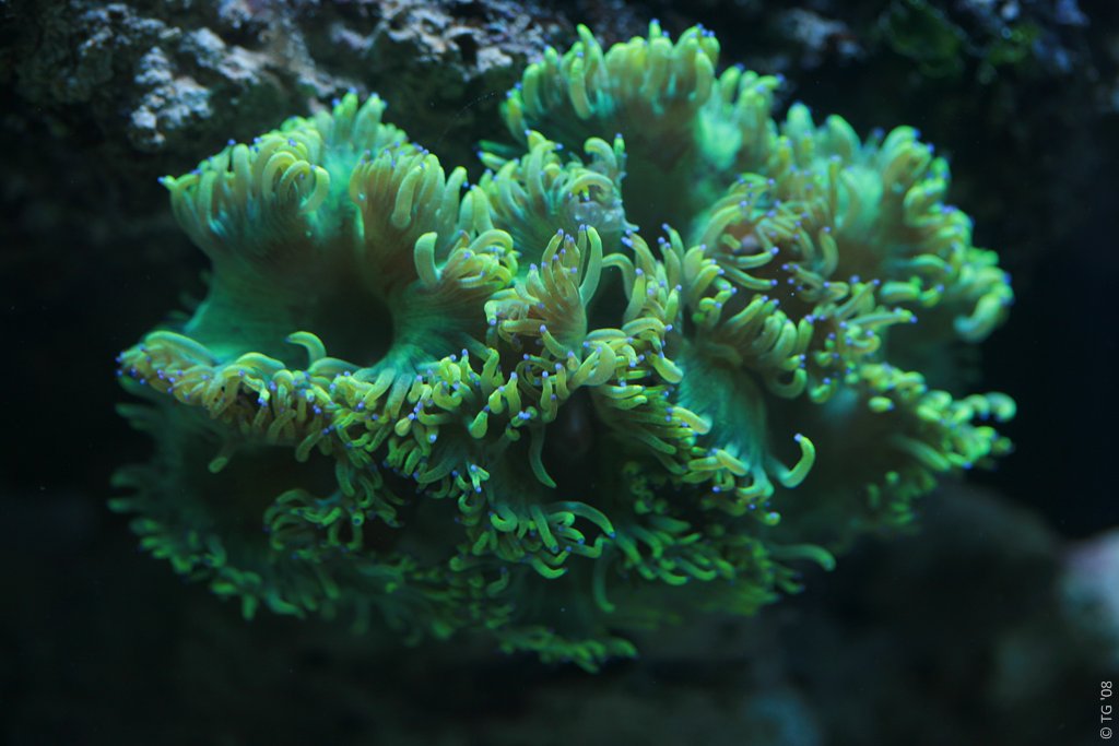 Aquarium de la Mer Rouge 008
