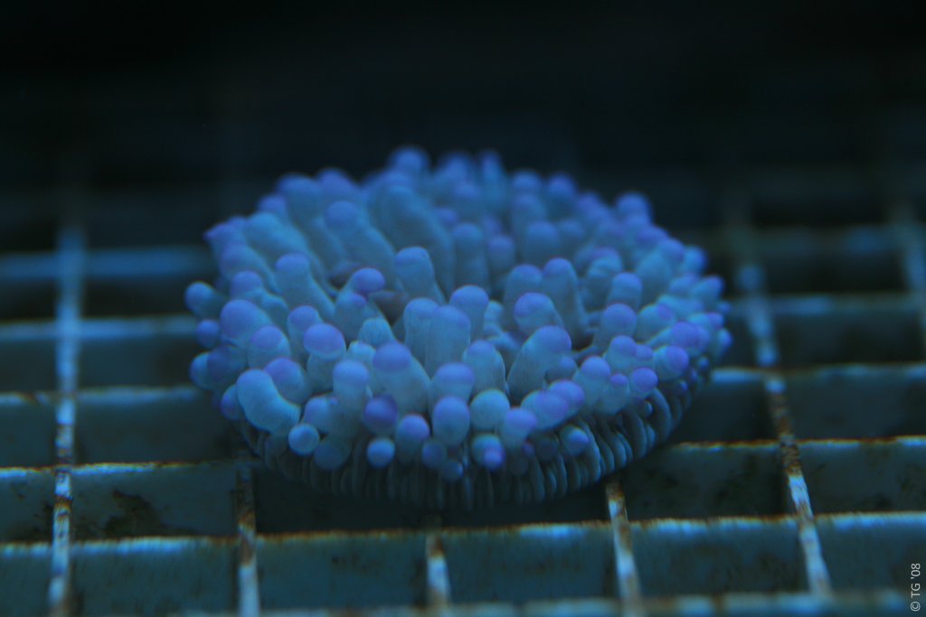 Aquarium de la Mer Rouge 009