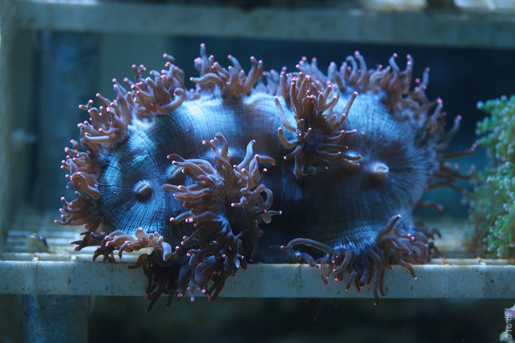 Aquarium de la Mer Rouge 011