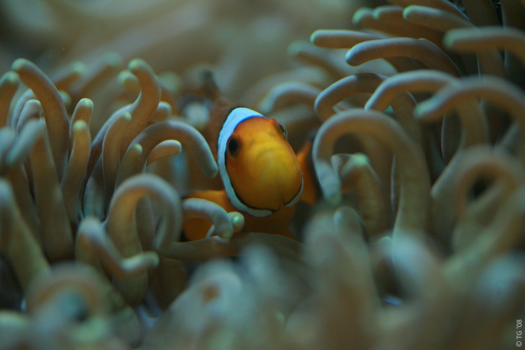 Aquarium de la Mer Rouge 032