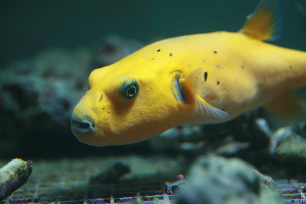 Aquarium de la Mer Rouge 143