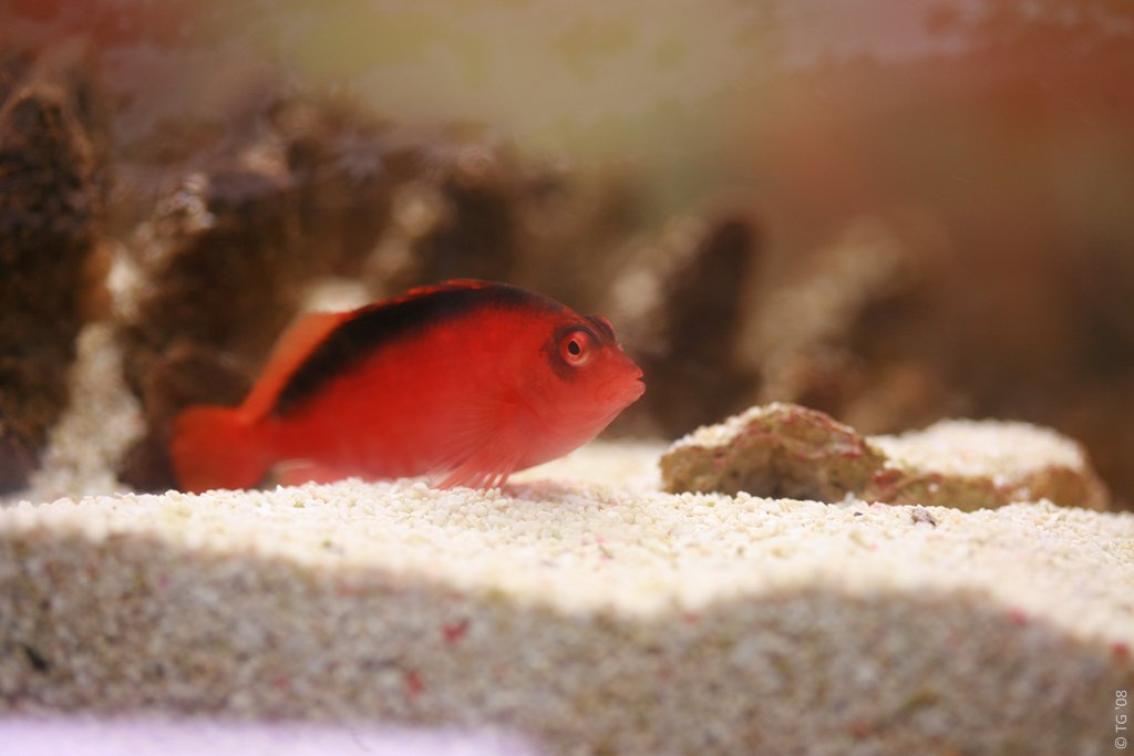 Aquarium de la Mer Rouge 146