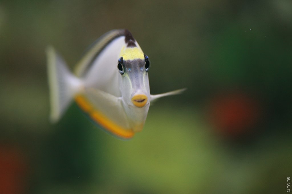 Aquarium de la Mer Rouge 151