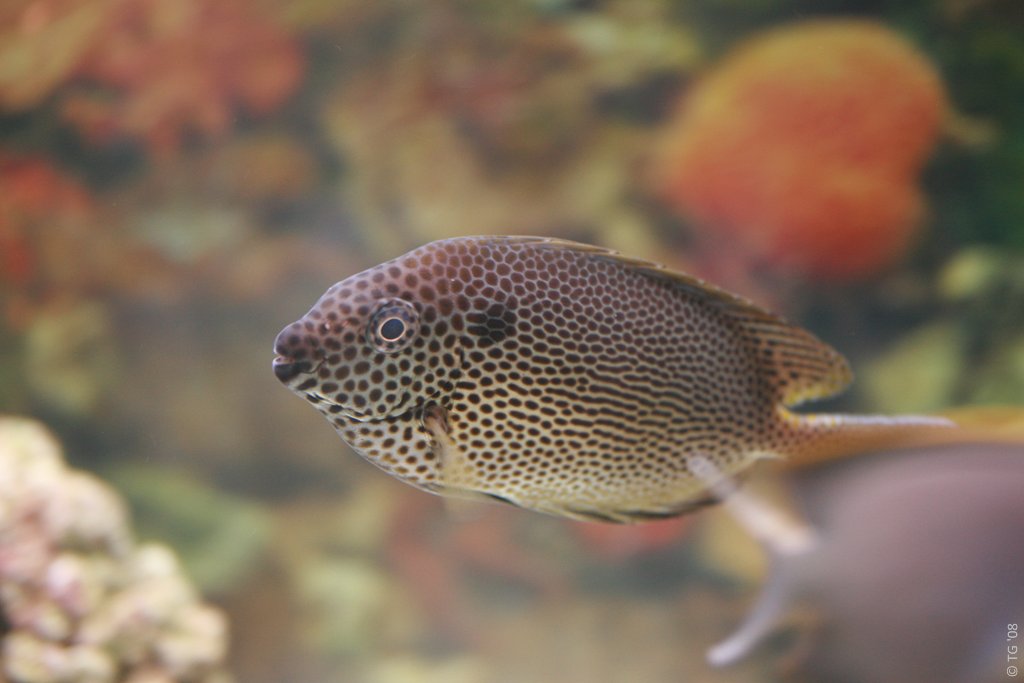 Aquarium de la Mer Rouge 159