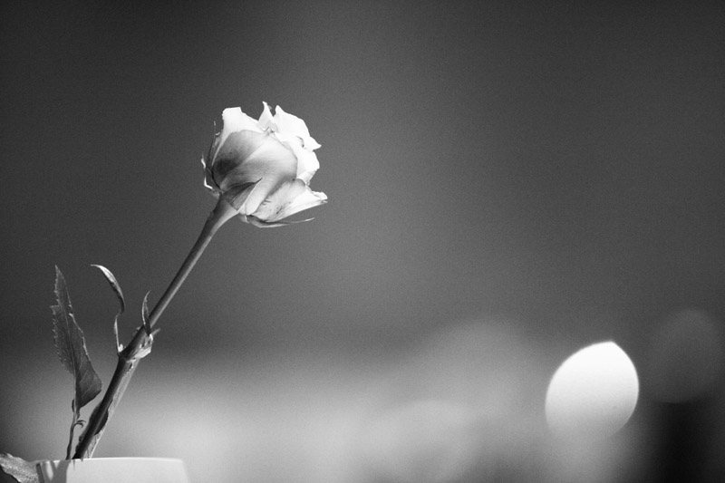 Floralies08