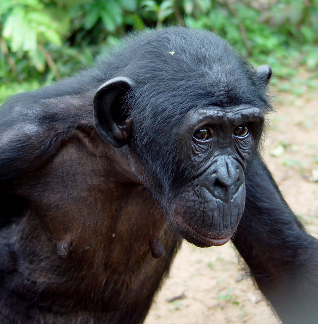Congo RDC