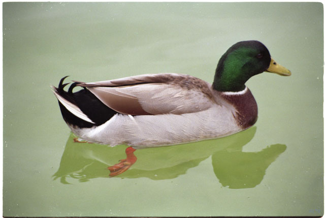 USA T04-08 Canard colvert