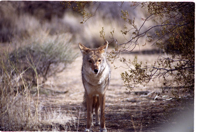 USA T04-30 Coyotte de face