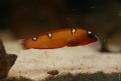 Aquarium de la Mer Rouge 057