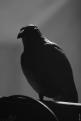 Birdpen 147