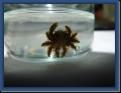 Crabe