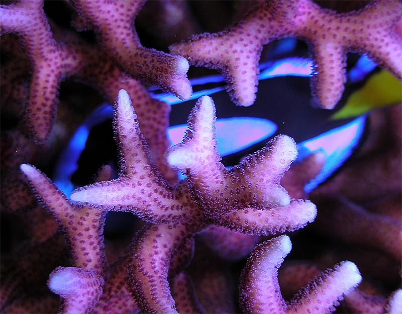 Blue tang birdsnest