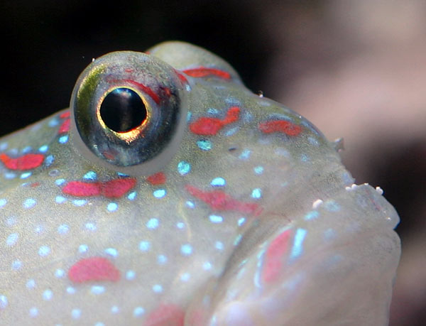Goby