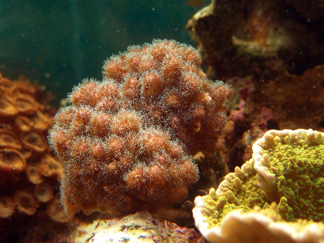 Pocillopora