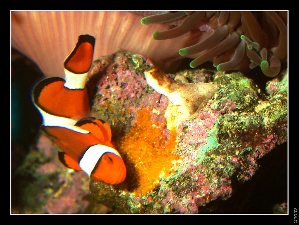 Amphiprion Ocellaris avec oeufs (Poisson Clown - Nemo)