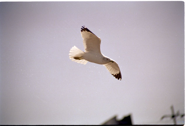 USA T04-36 Oiseau en vol