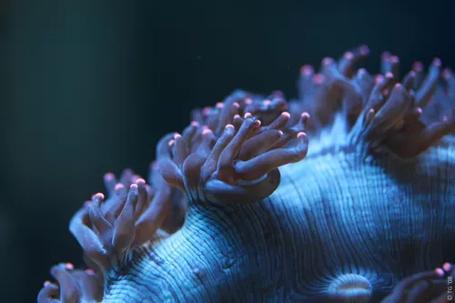 Aquarium de la Mer Rouge 013