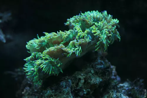 Aquarium de la Mer Rouge 016