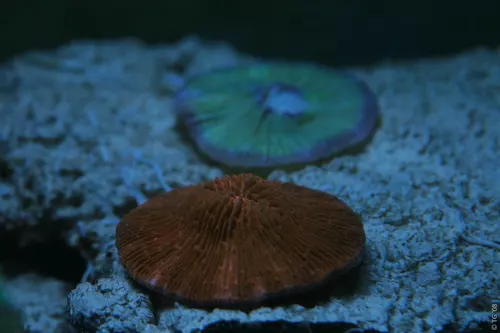 Aquarium de la Mer Rouge 018