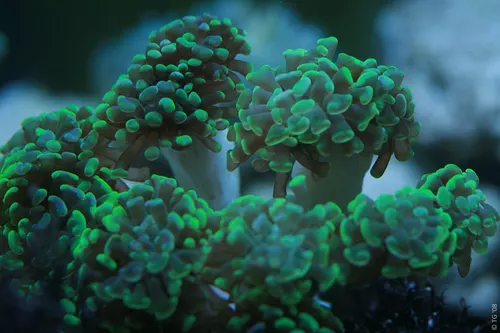 Aquarium de la Mer Rouge 020