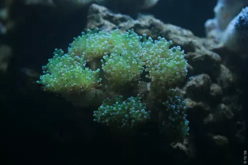 Aquarium de la Mer Rouge 024