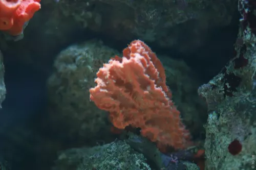 Aquarium de la Mer Rouge 025