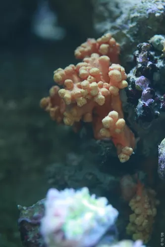 Aquarium de la Mer Rouge 026