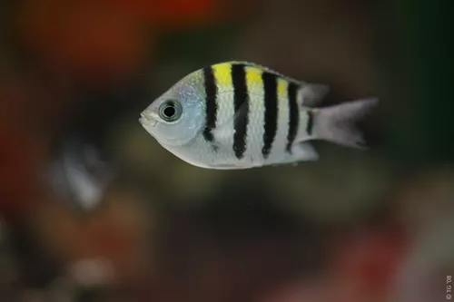Aquarium de la Mer Rouge 028