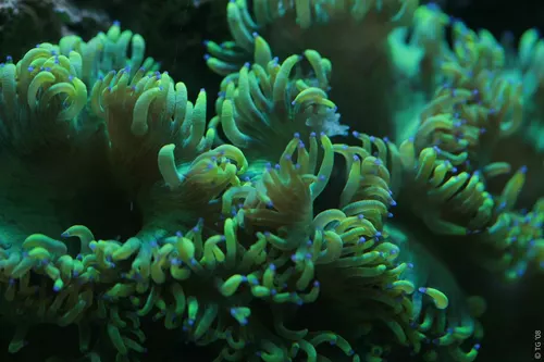 Aquarium de la Mer Rouge 033