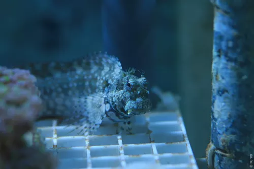 Aquarium de la Mer Rouge 035