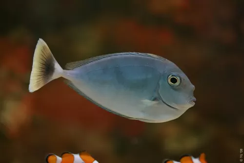 Aquarium de la Mer Rouge 049