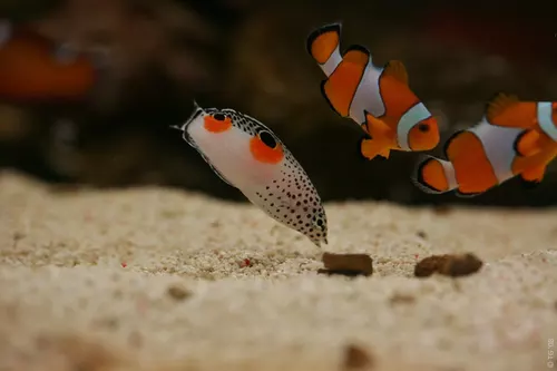 Aquarium de la Mer Rouge 054