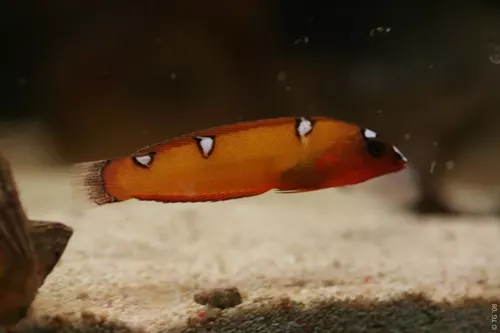Aquarium de la Mer Rouge 057
