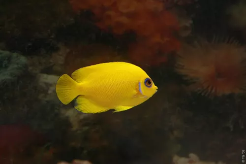 Aquarium de la Mer Rouge 060