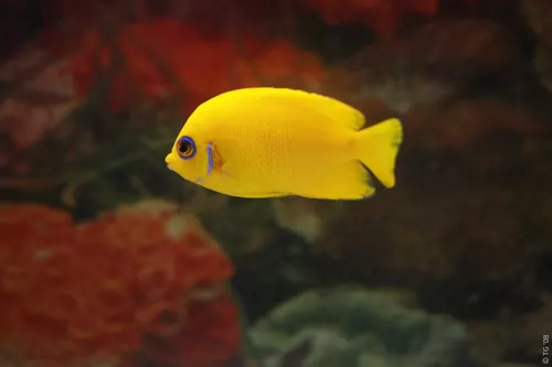 Aquarium de la Mer Rouge 061