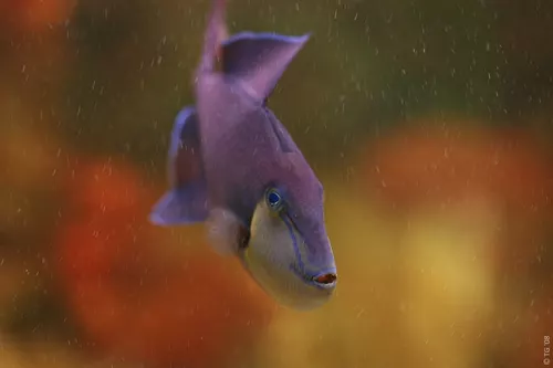 Aquarium de la Mer Rouge 062