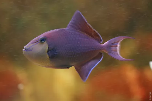 Aquarium de la Mer Rouge 068