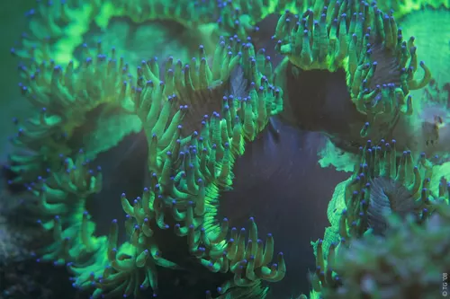 Aquarium de la Mer Rouge 077