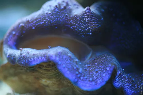 Aquarium de la Mer Rouge 079