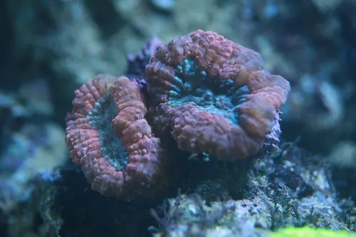 Aquarium de la Mer Rouge 082