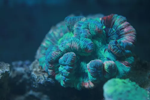 Aquarium de la Mer Rouge 083