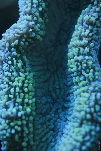 Aquarium de la Mer Rouge 085