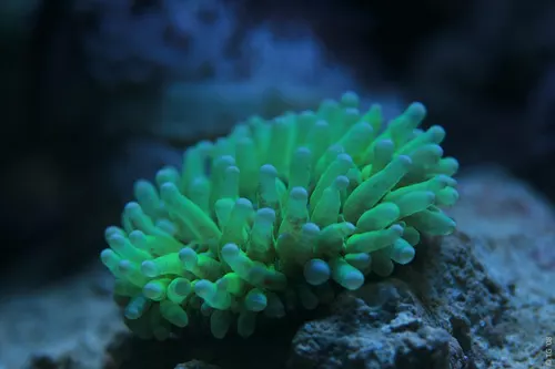 Aquarium de la Mer Rouge 087